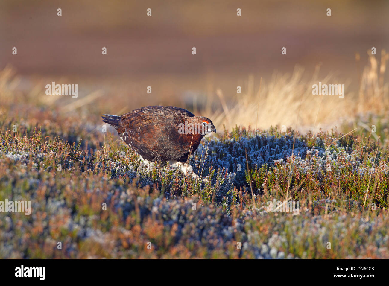 Red Grouse Lagopus scoticus female in Heather on Yorkshire moors Stock Photo