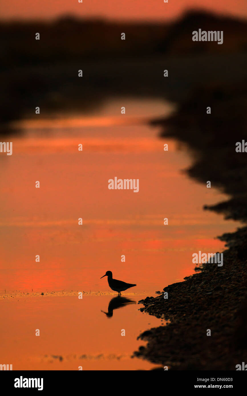 silhouette of Redshank Tringa totanus in October Sunset Stock Photo