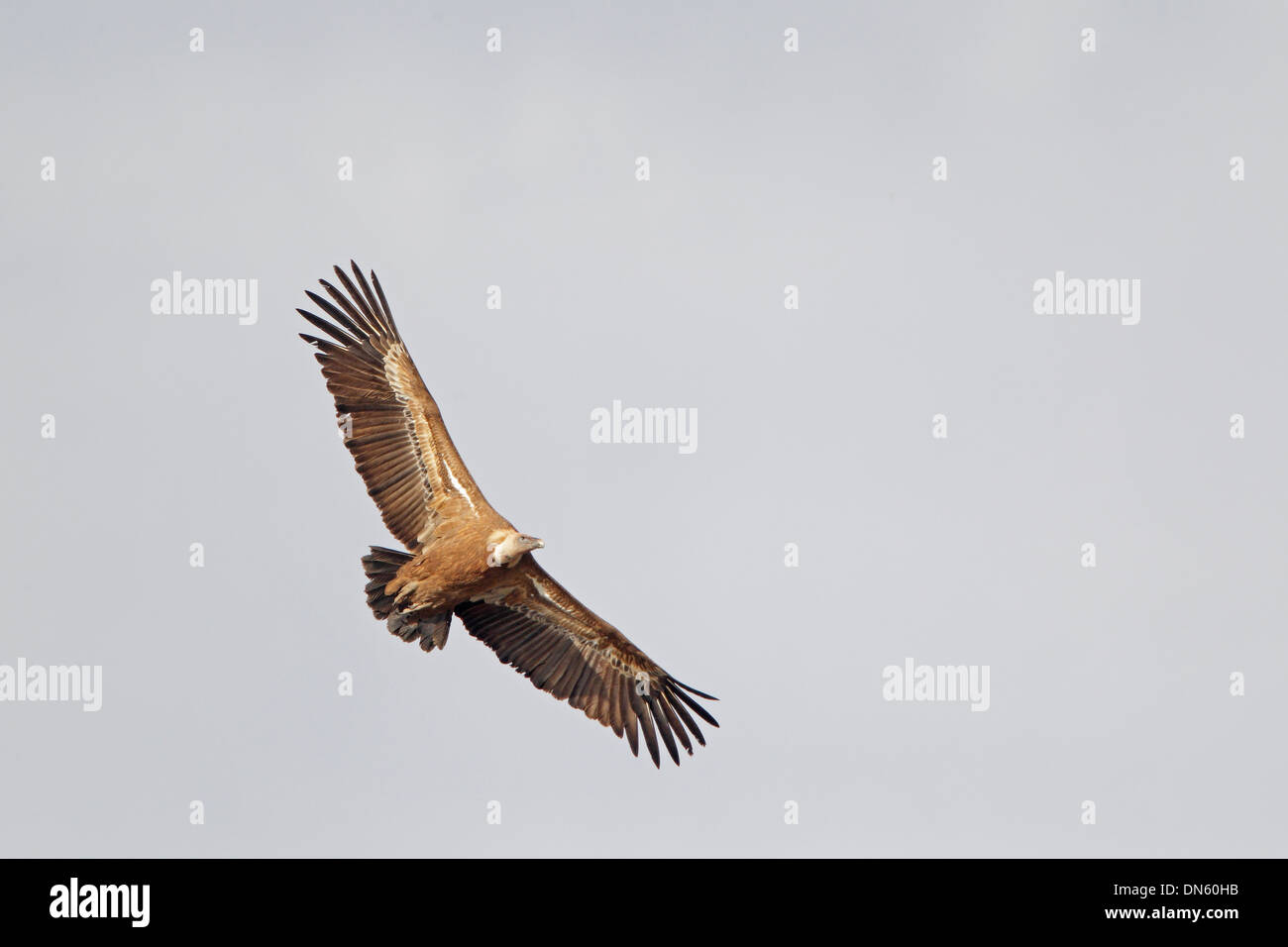 Eurasian Griffon Vulture in flight Stock Photo