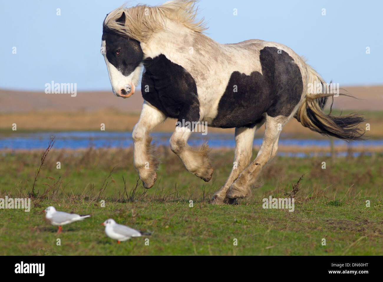Piebald pony running in coastal field November Norfolk Stock Photo