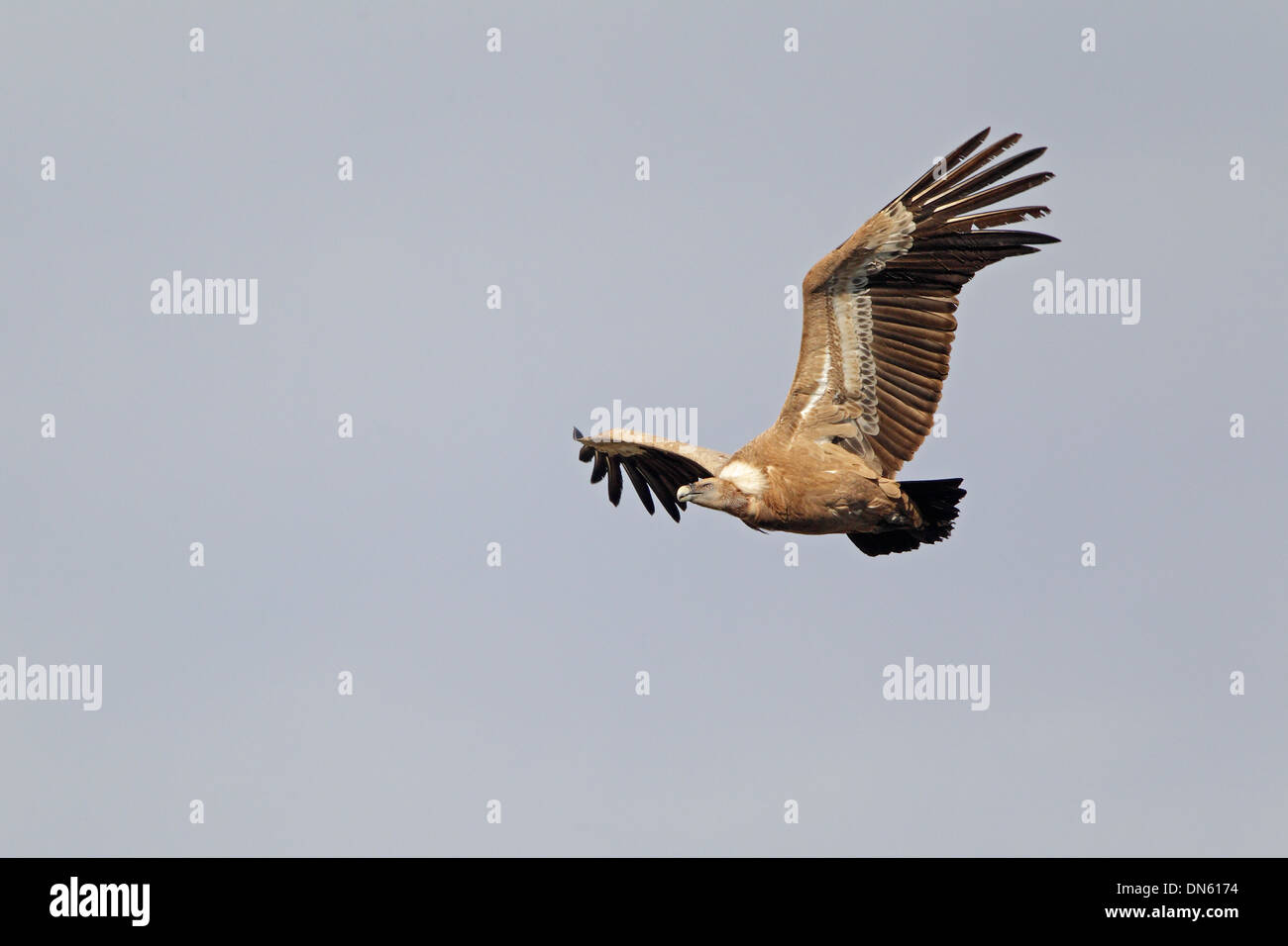 Eurasian Griffon Vulture in flight Stock Photo