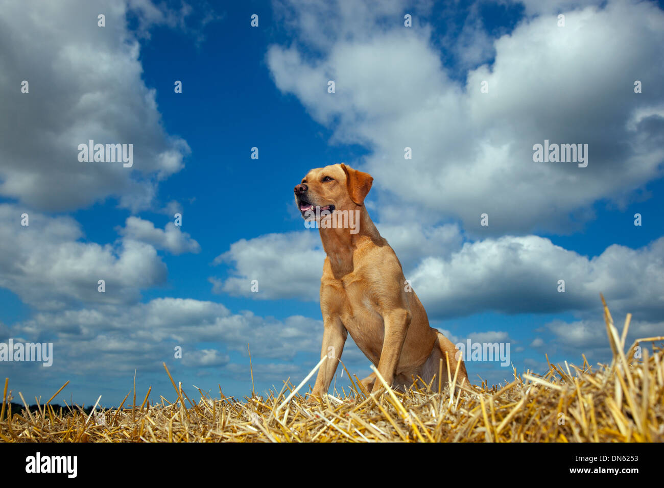 Yellow Labrador in Cornfield landscape at harvest time Stock Photo