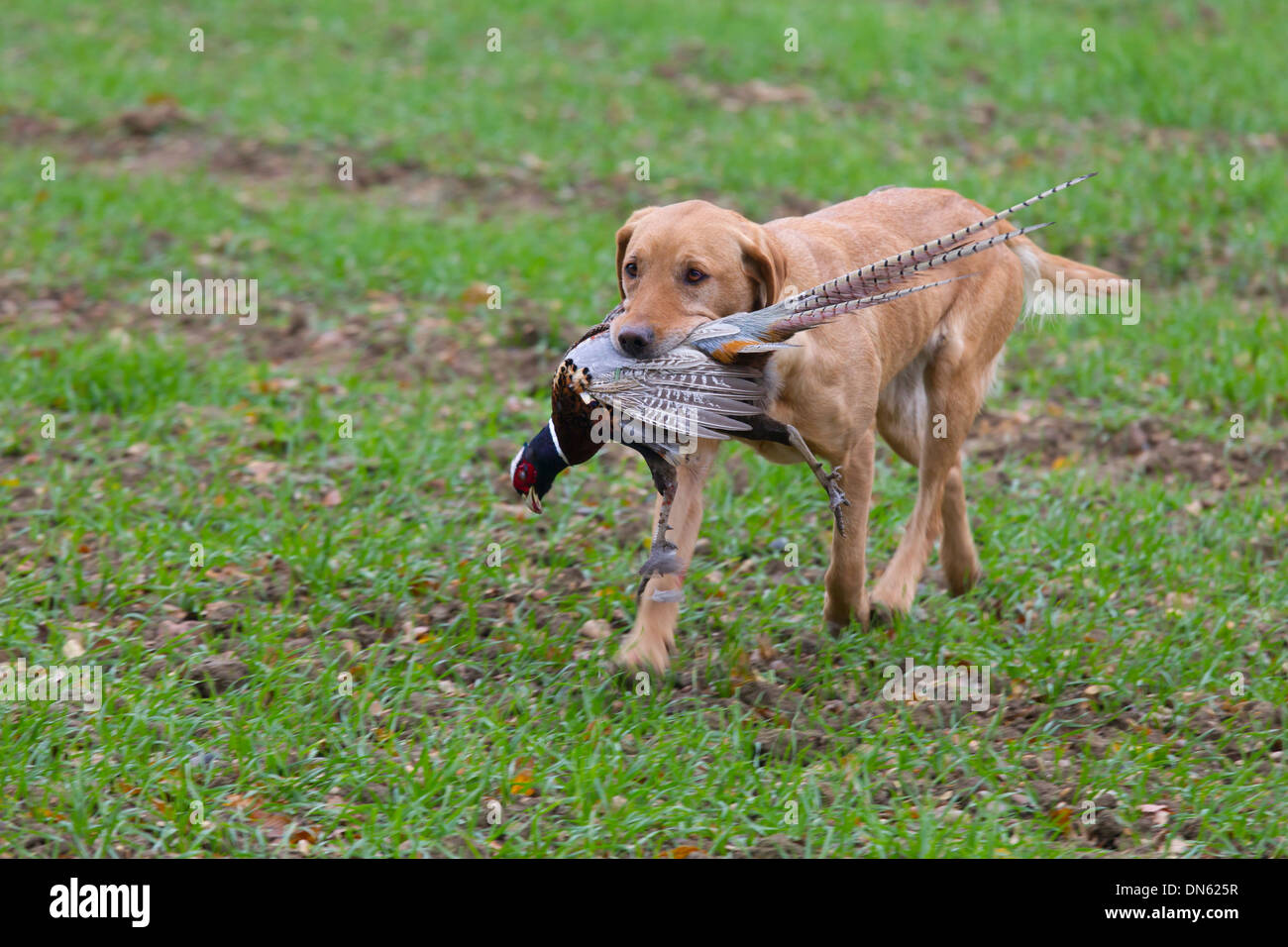 Yellow Labrador carrying shot pheasant Stock Photo