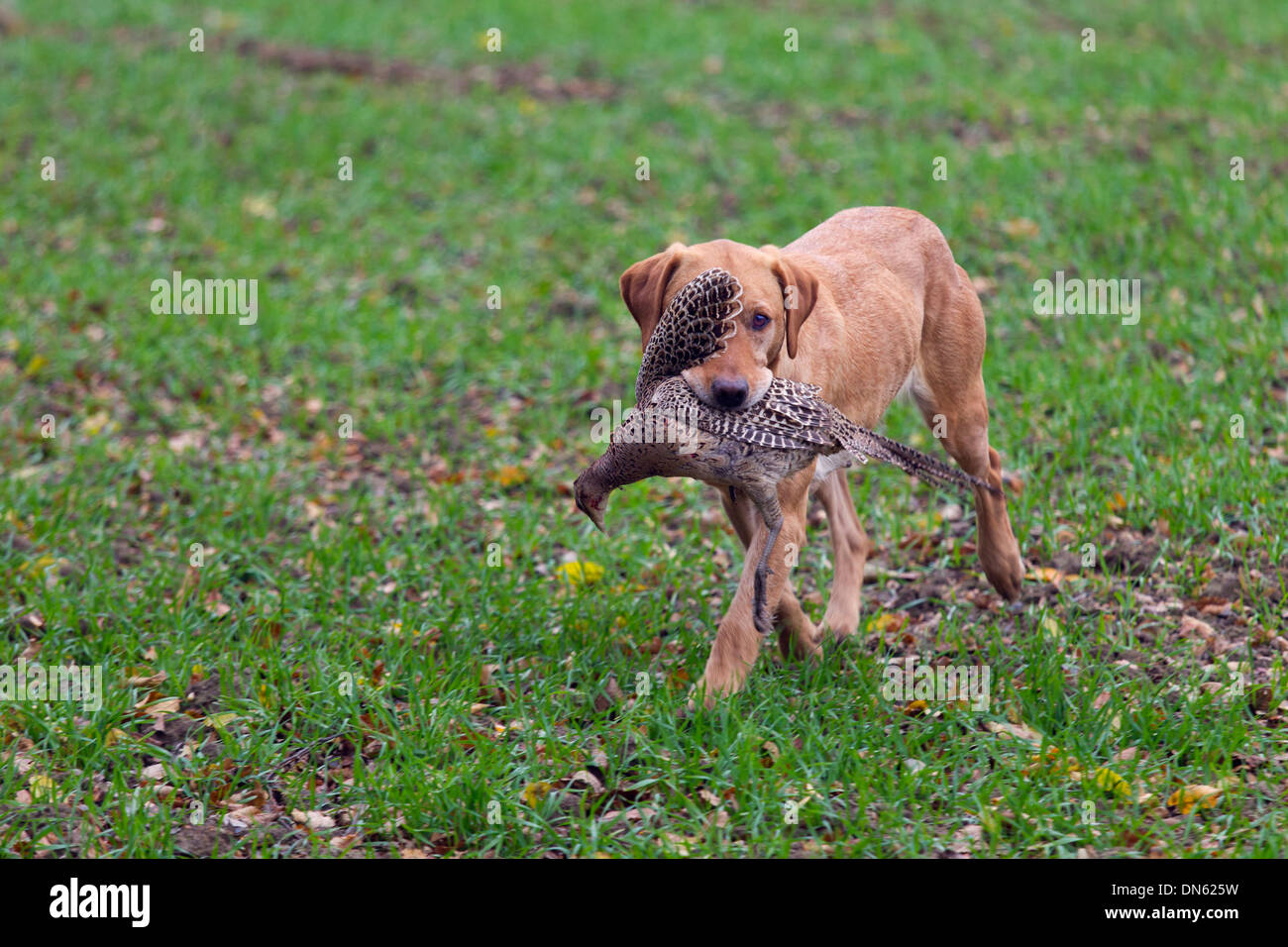 Yellow Labrador carrying shot pheasant Stock Photo