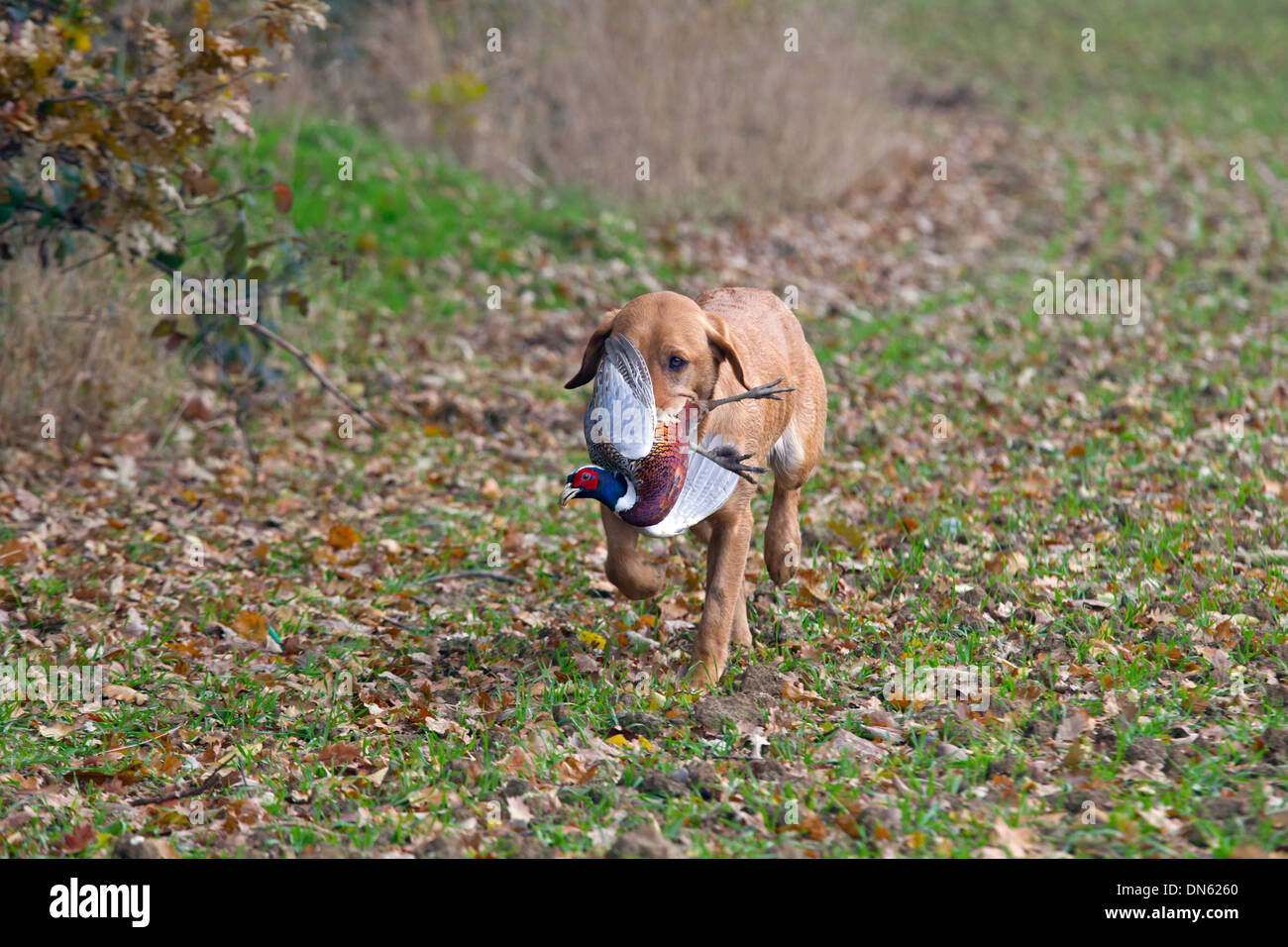 Yellow Labrador carrying shot pheasant Stock Photo