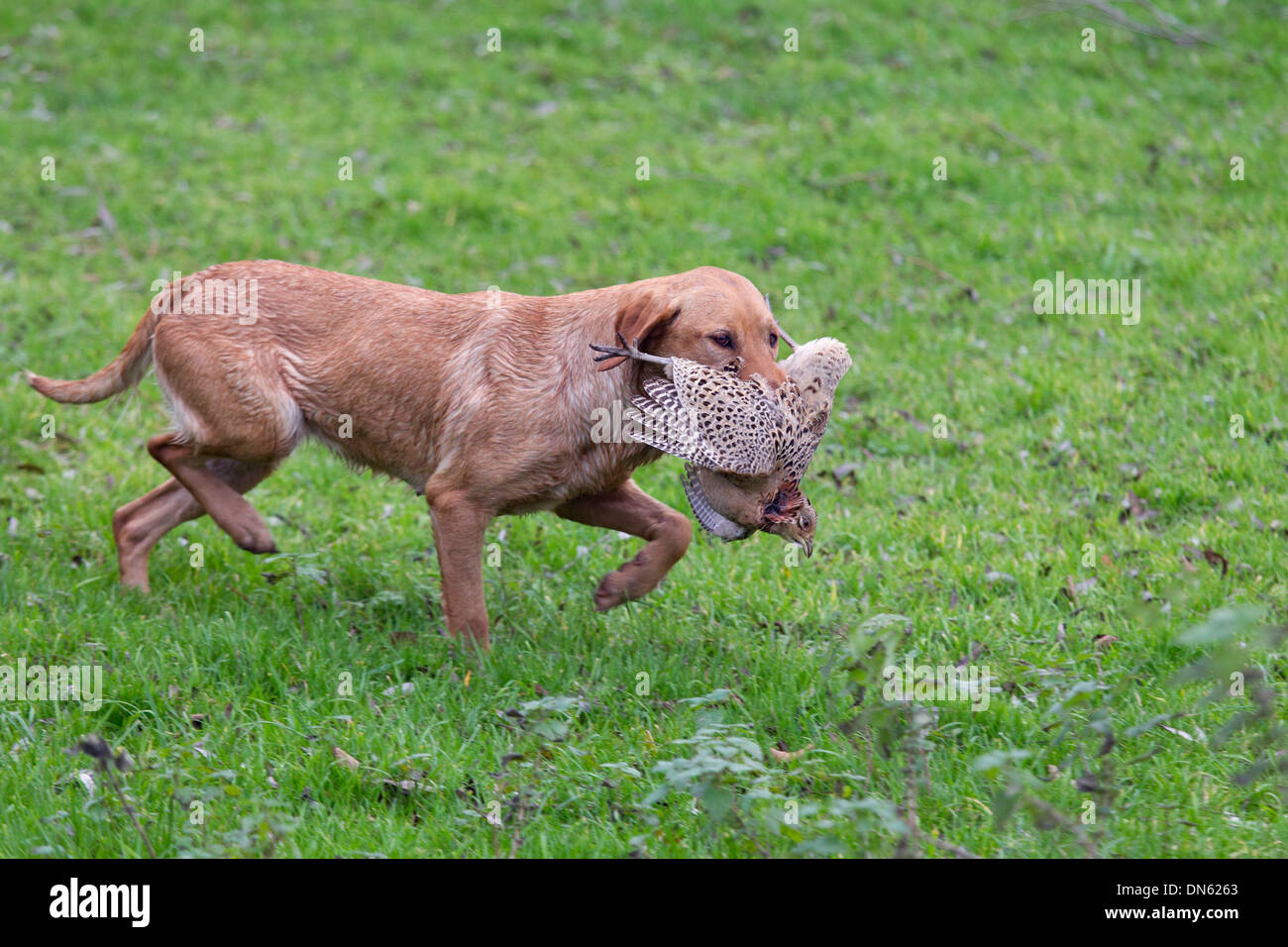 Yellow Labrador carrying shot pheasant Stock Photo