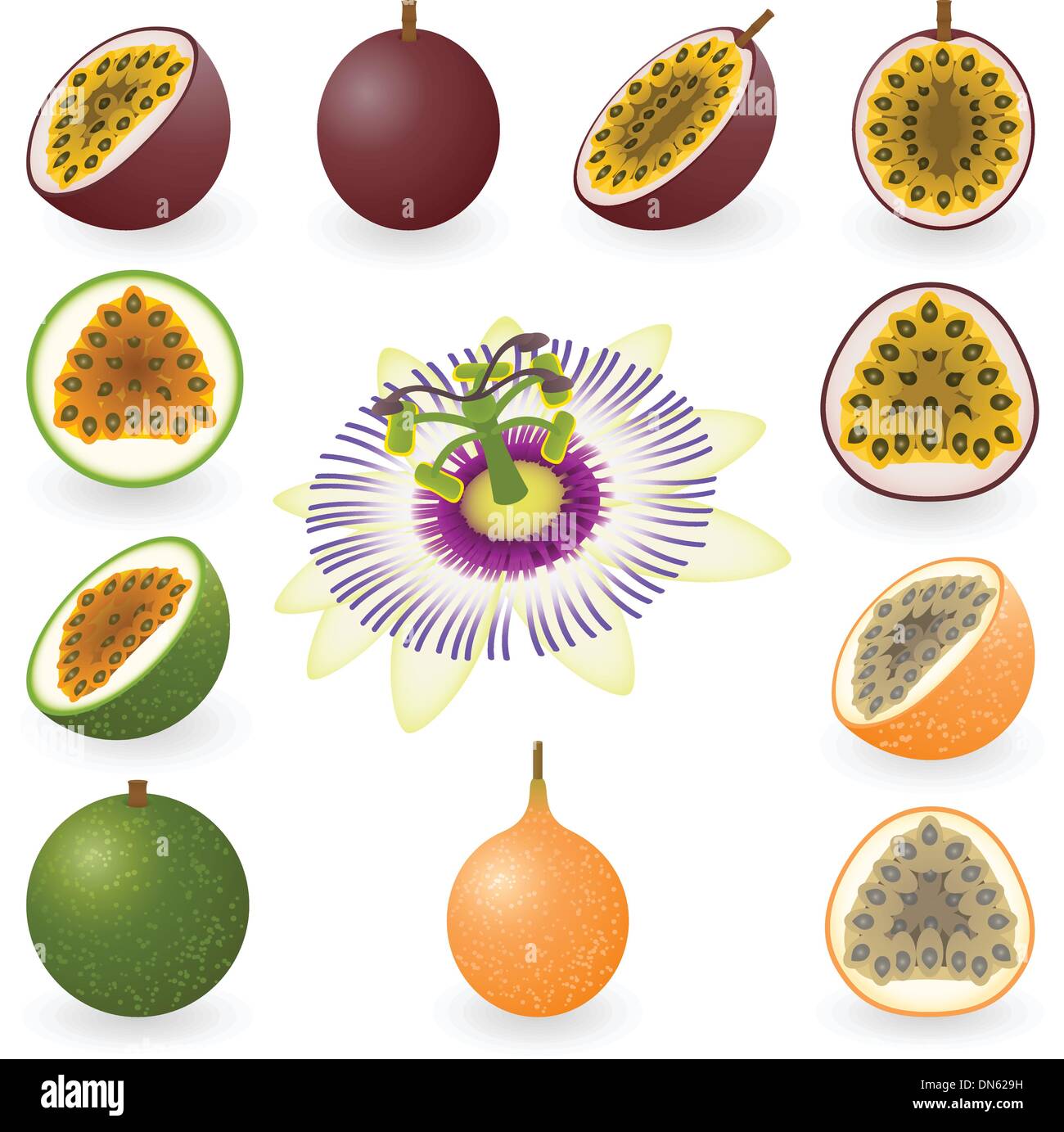 Passion fruit Stock Vector
