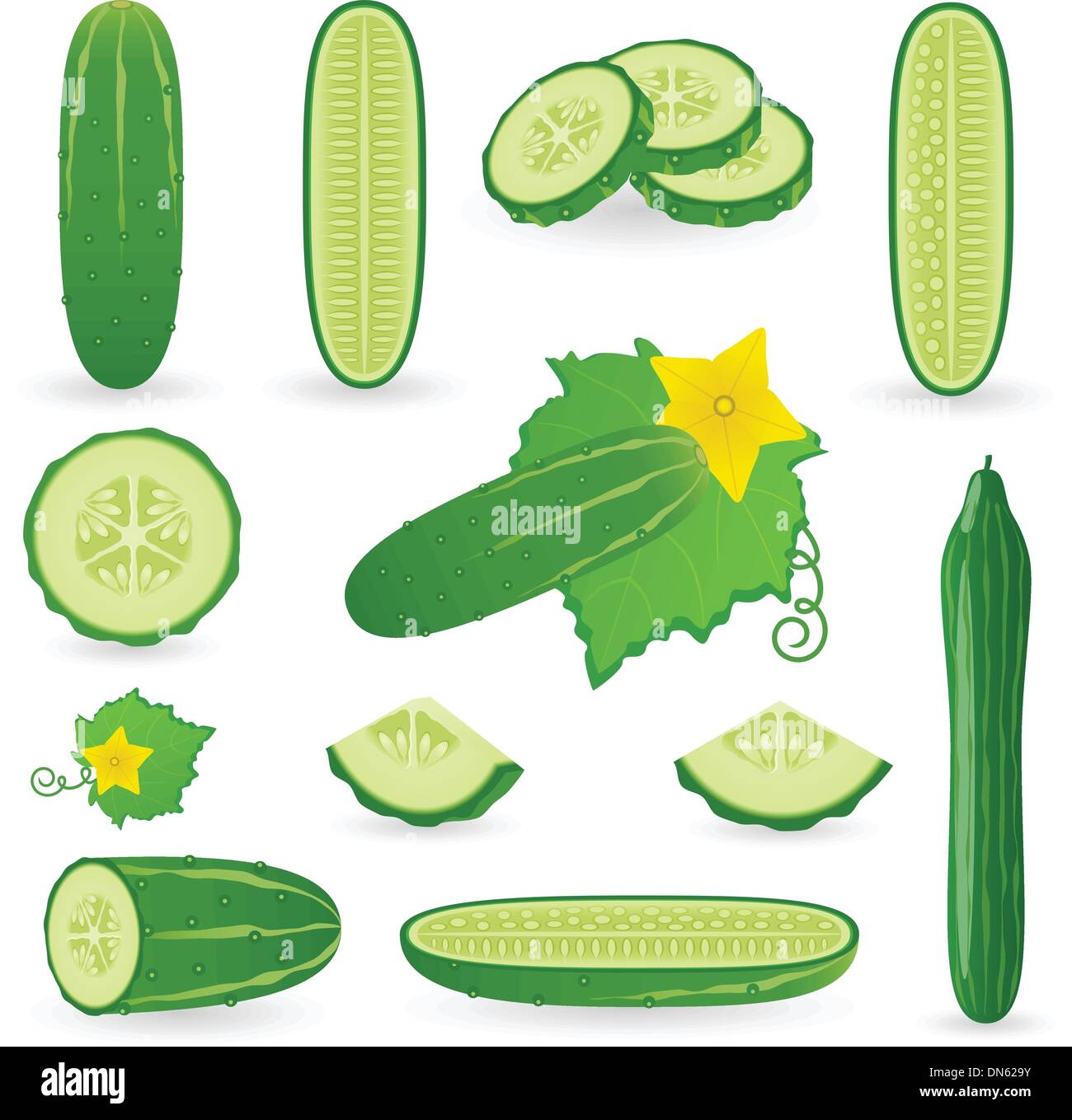Cucumber Stock Vector