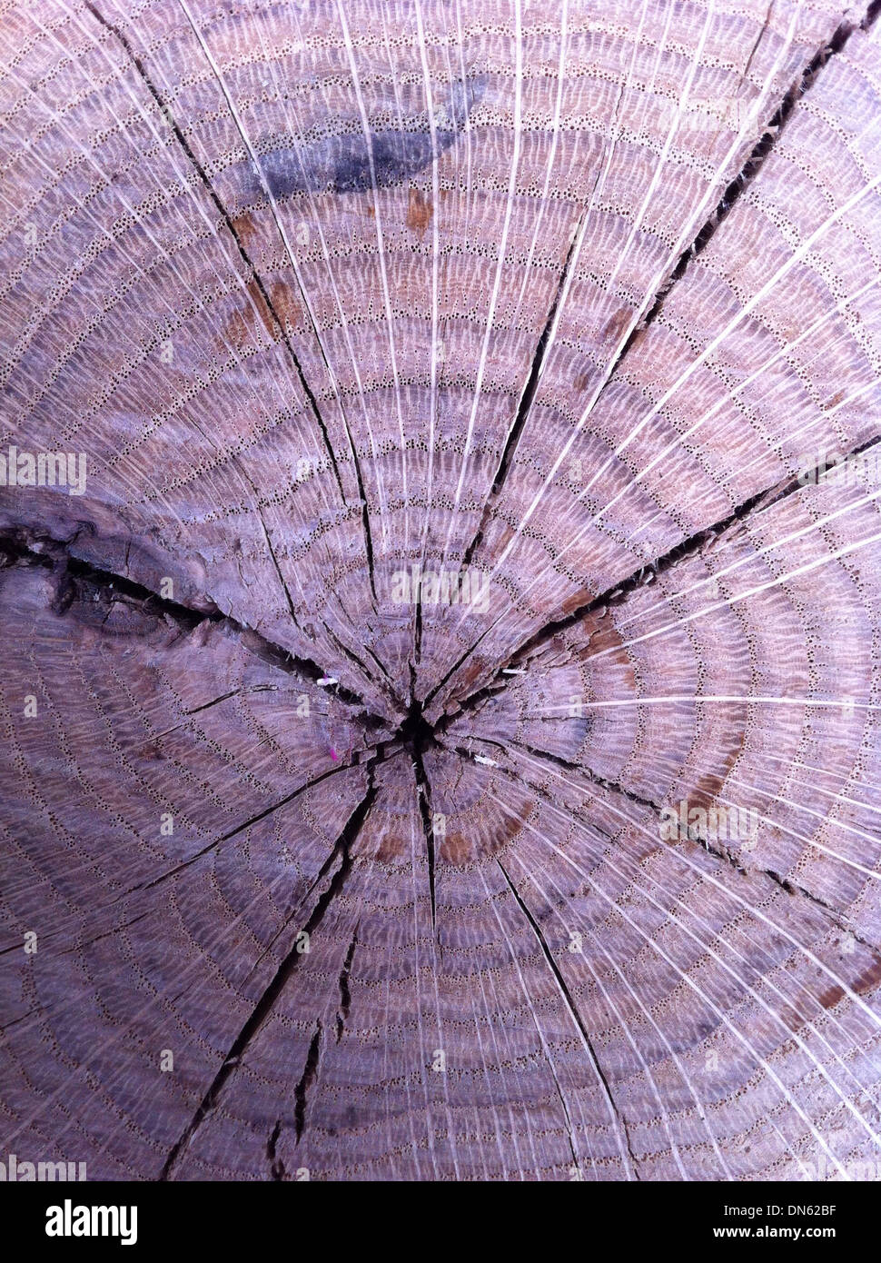Close up of cracks and rings in tree stump - Smartphone Captured Stock Image