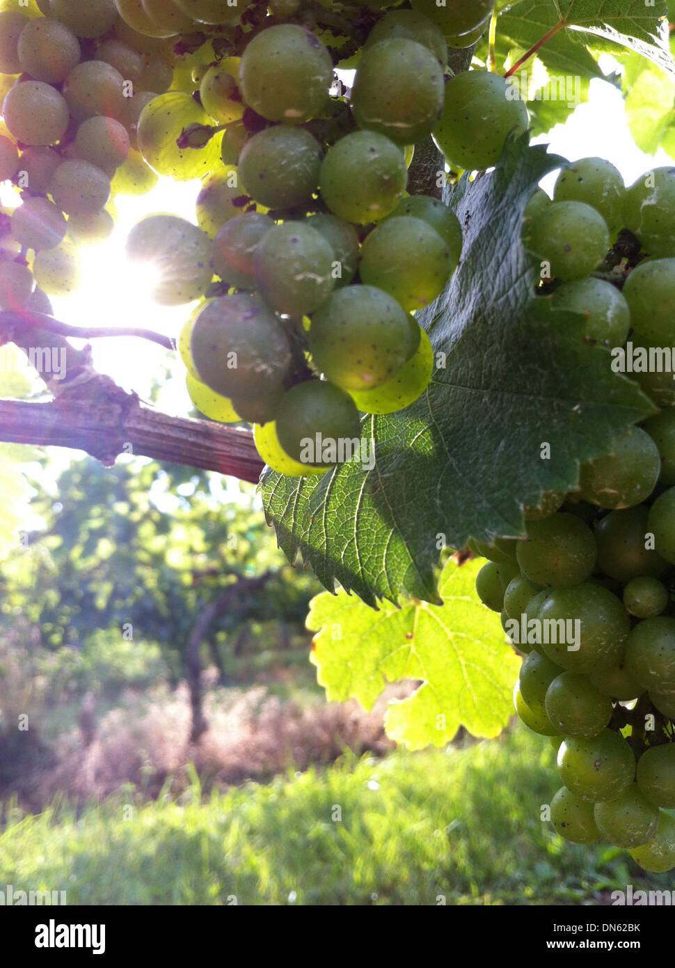 Close up of grapes growing on vine - Smartphone Captured Stock Image