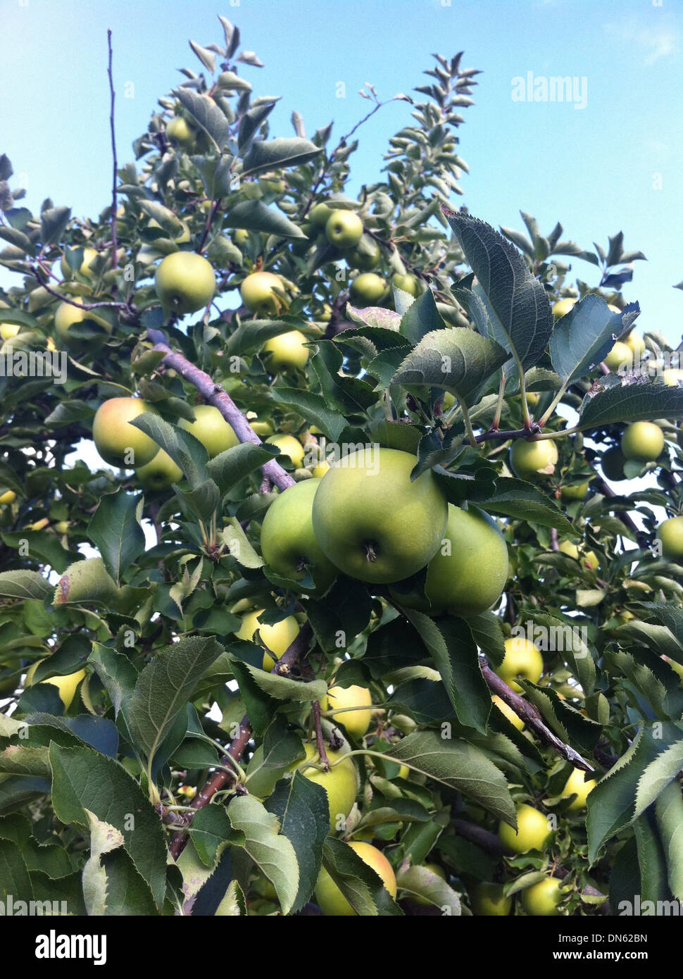 Close up of apple growing on tree - Smartphone Captured Stock Image