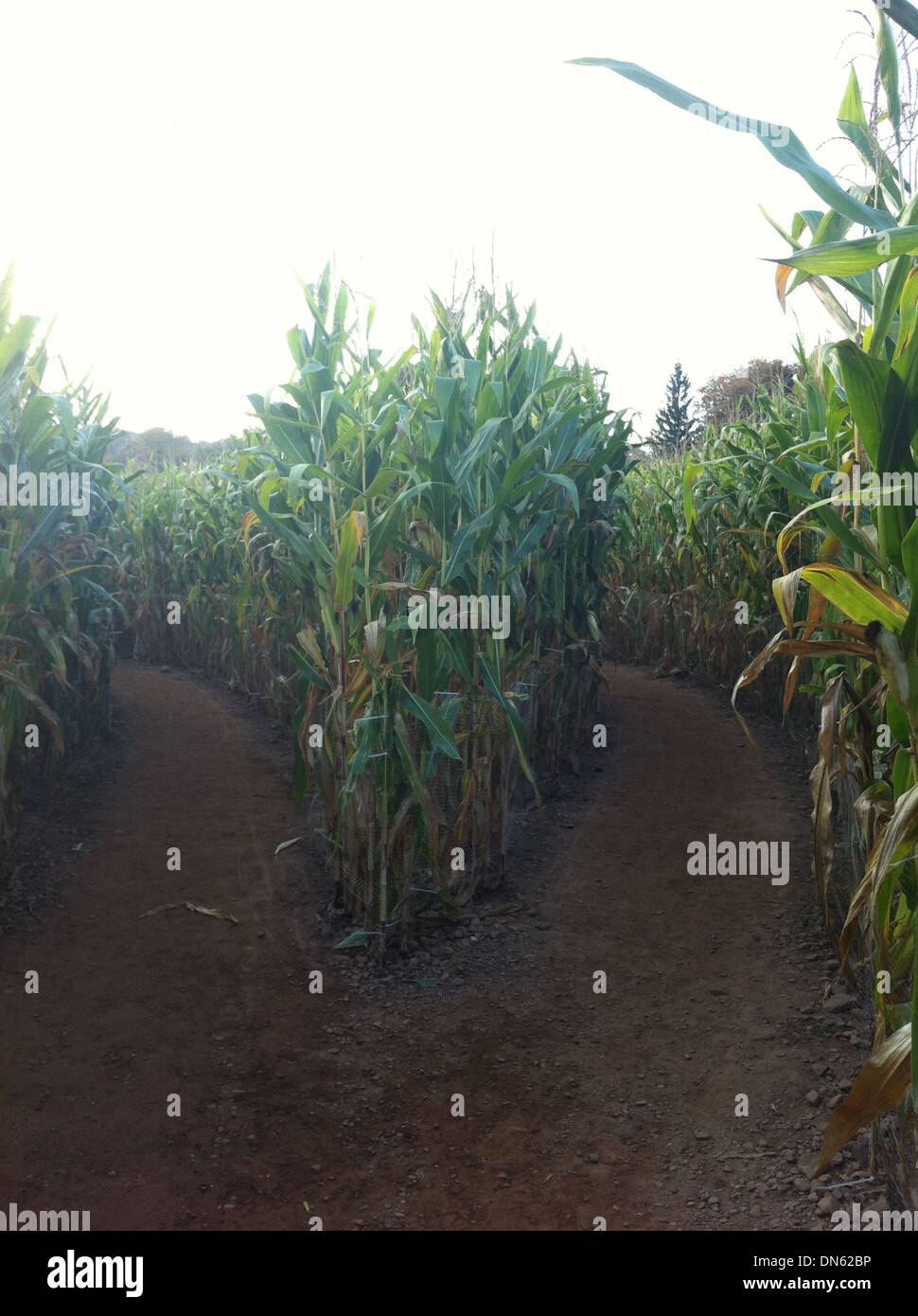 Maze cut in corn field - Smartphone Captured Stock Image