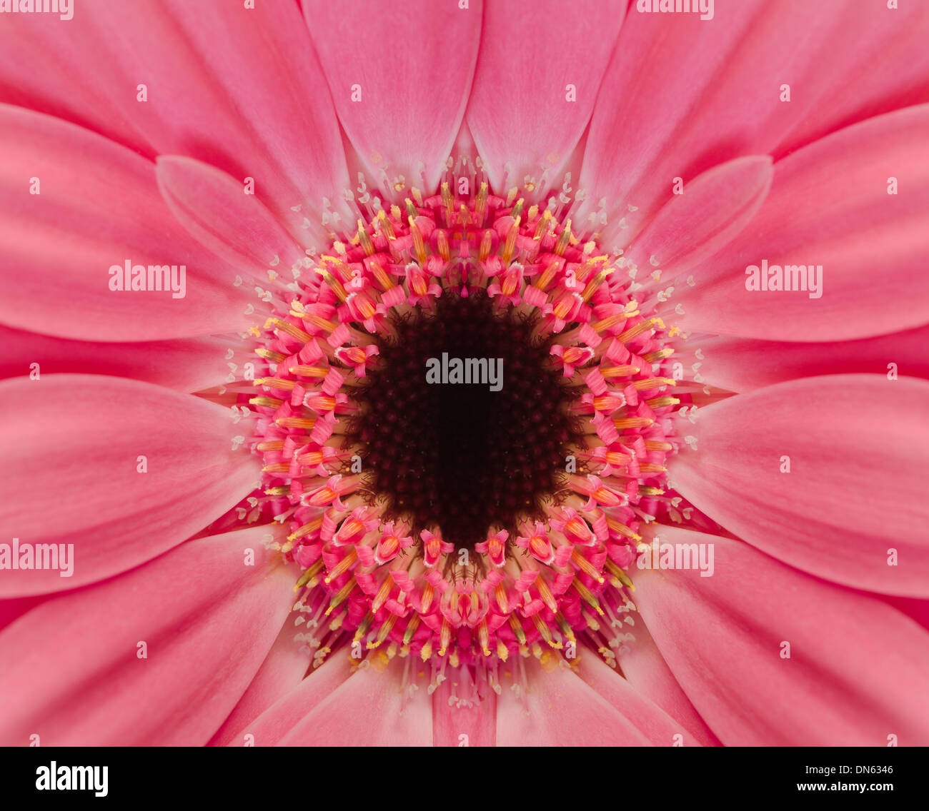 border between capitulum and petals of pink Gerbera daisy bloom Stock Photo