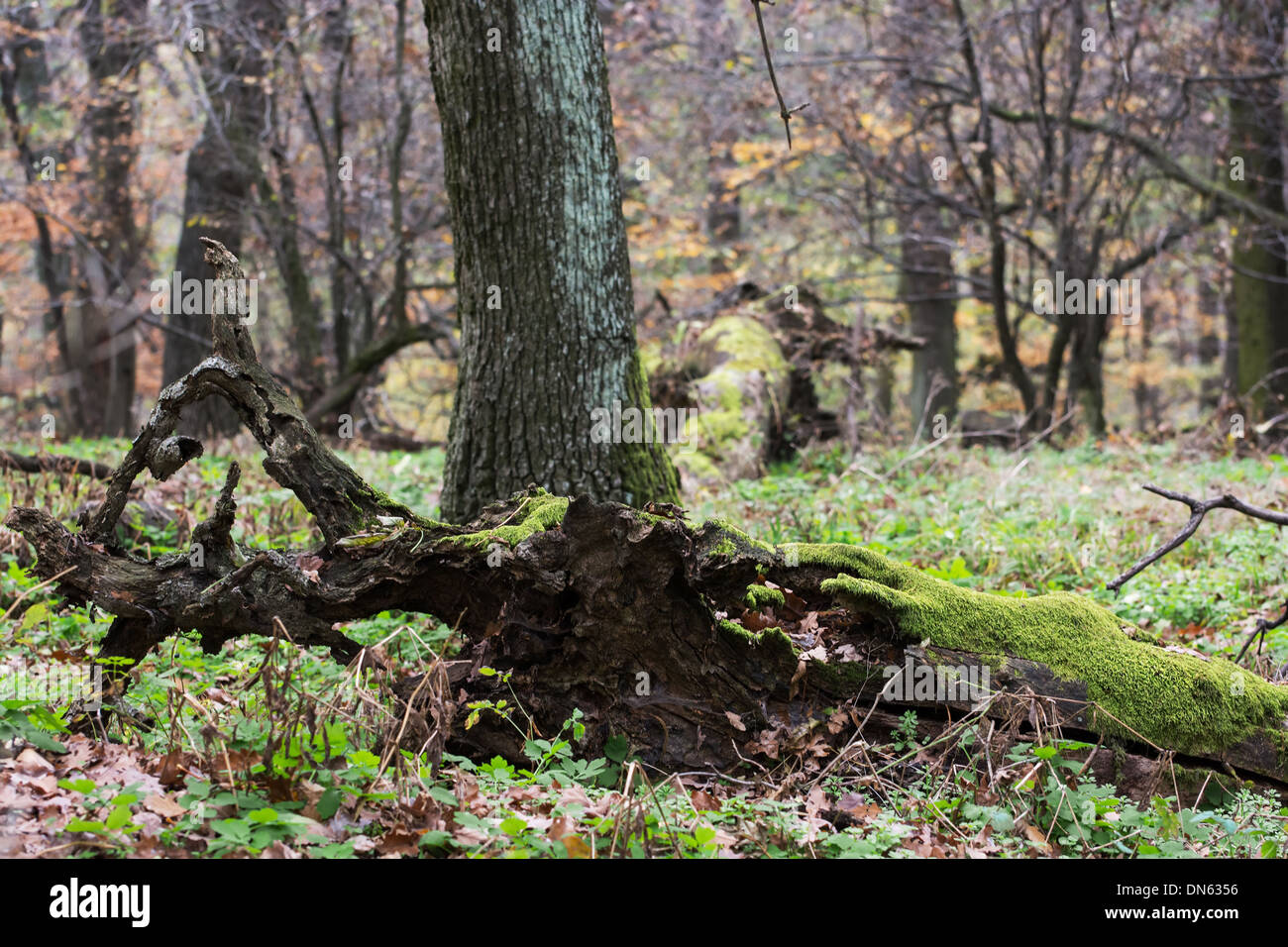 Exposed tree roots. Autumn deciduous forest Stock Photo - Alamy