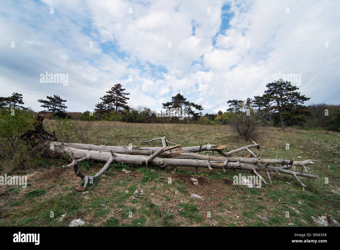 Old dead tree struck lightning hi-res stock photography and images - Alamy