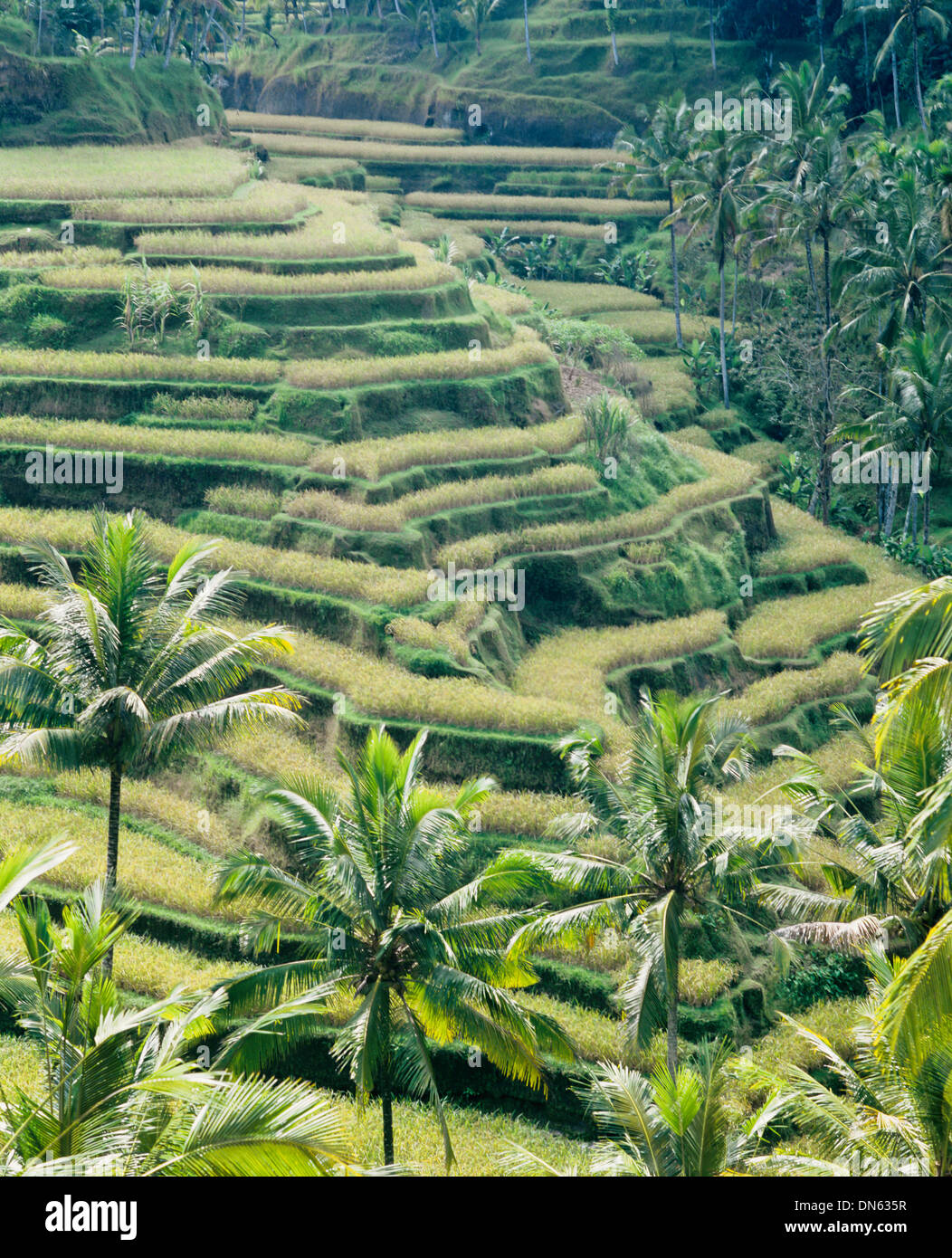 View of rice terrace fields, Ubud, Bali, Indonesia Stock Photo
