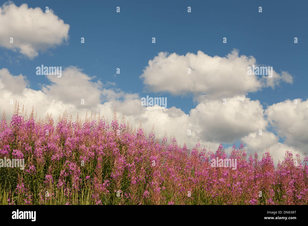 Alaskan summer with a field of blooming fireweed and a blue sky with ...