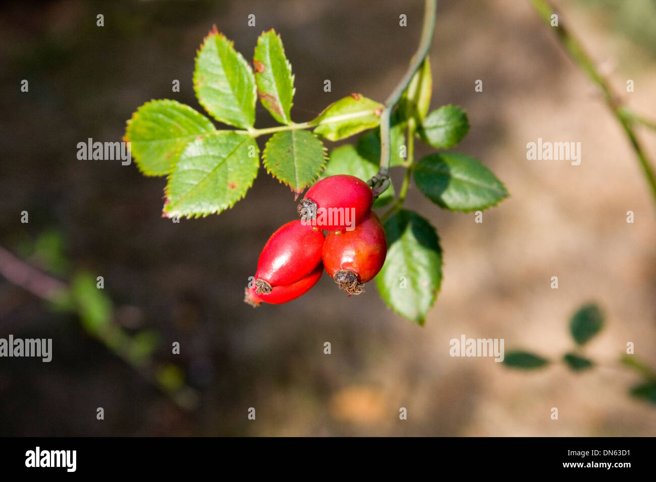Dog Rose hips Stock Photo Alamy