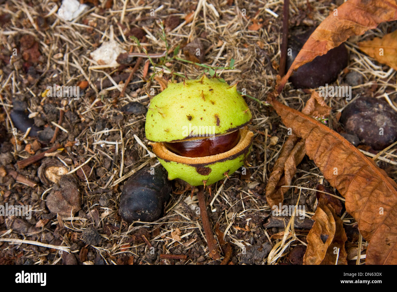 Horse chestnut seed hires stock photography and images Alamy