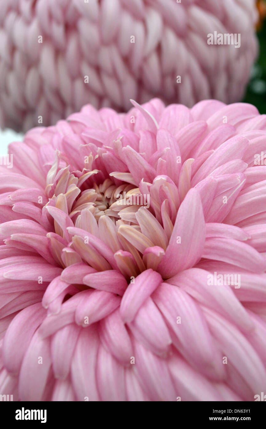 Close up of  Large Pink Pompom Chrysanthemum on Display at the Harrogate Autumn Flower Show Yorkshire Stock Photo