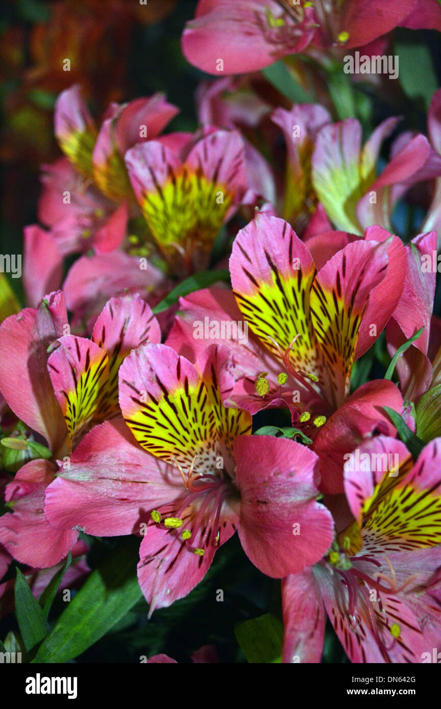 Hybrid Alstroemeria or Peruvian Lilies (bonanza) on Display at the Harrogate Autumn Flower Show Yorkshire Stock Photo