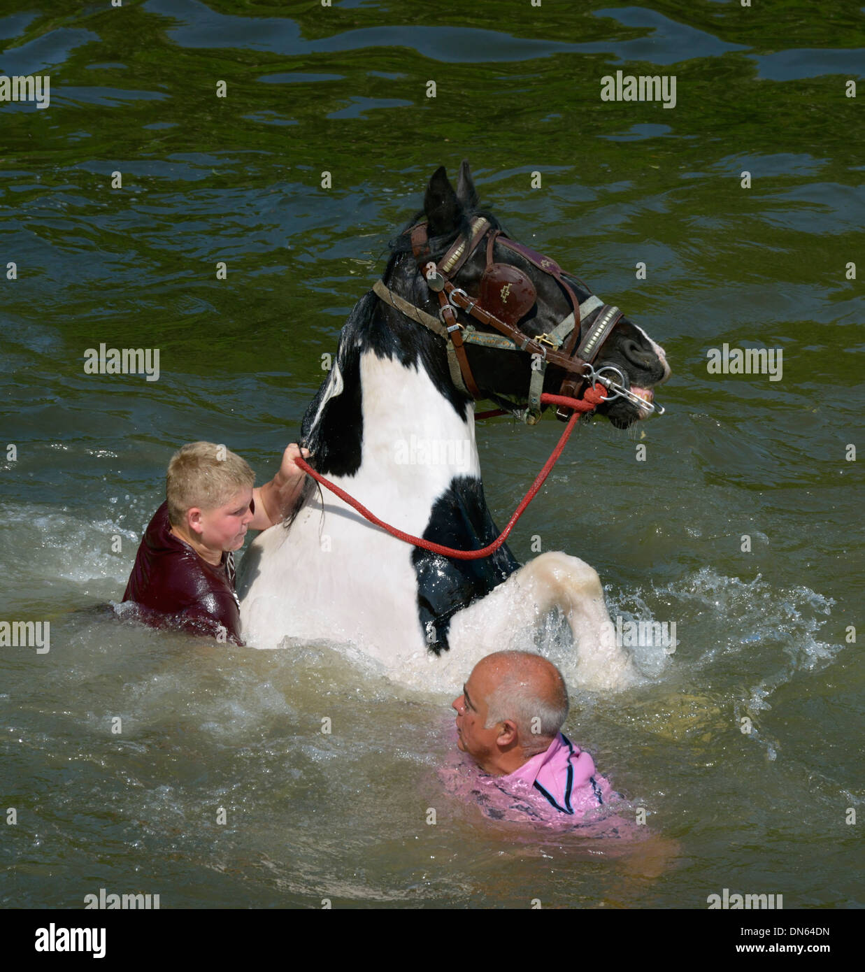 Gypsy travellers with horse in River Eden. Appleby Horse Fair, Appleby-in-Westmorland, Cumbria, England, United Kingdom, Europe. Stock Photo