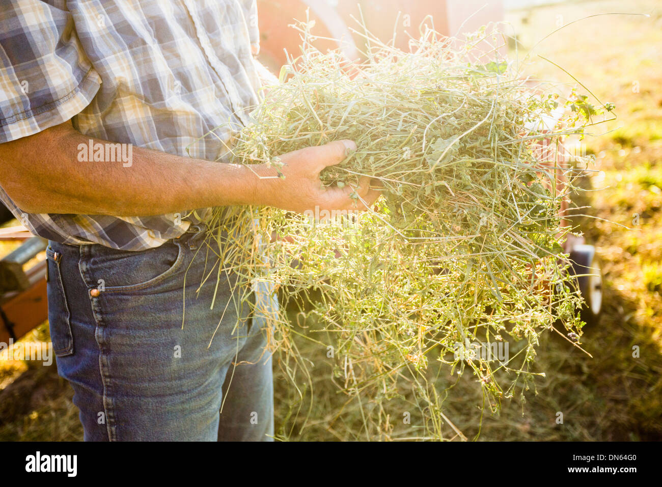 Alfalfa farmer hi-res stock photography and images - Alamy