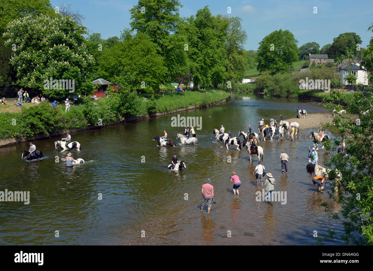 Gypsy travellers with horses in River Eden. Appleby Horse Fair, Appleby-in-Westmorland, Cumbria, England, United Kingdom, Europe Stock Photo