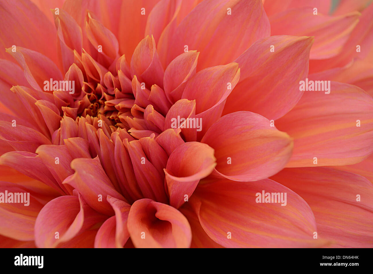 Close up of Pink & Peach Colored Chrysanthemum on Display at the