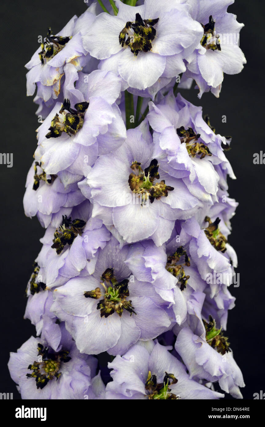 Close up of a Single Lilac Colored Delphinium Plant on Display at the Harrogate Autumn Flower Show Yorkshire Stock Photo