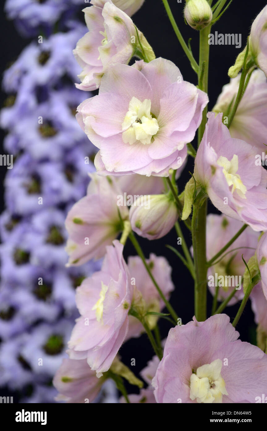 Close up of a Display of Pink Colored Delphiniums at the Harrogate ...