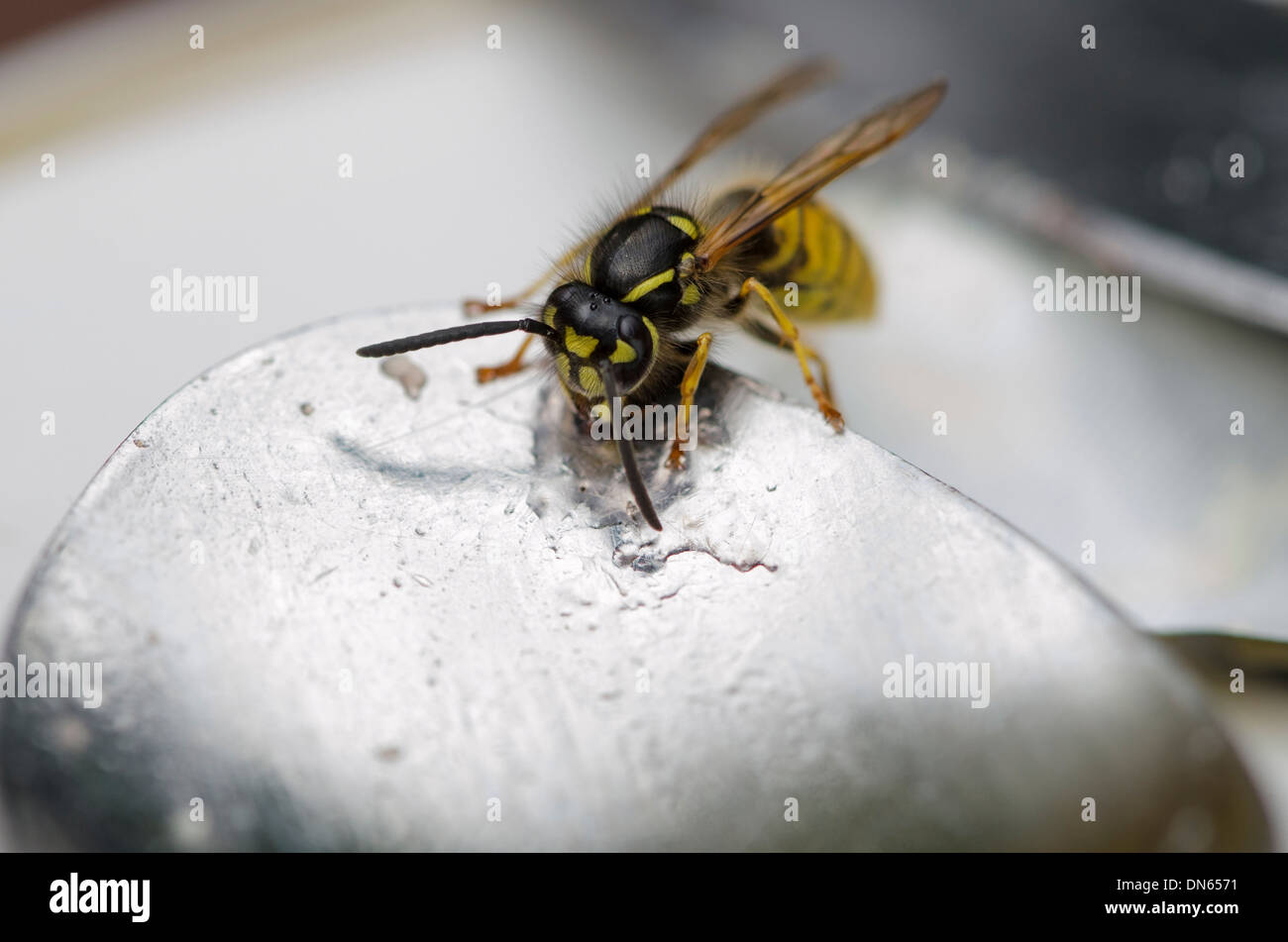 Macro photography shot of a Wasp licking Jam from a spoon in a garden. Stock Photo