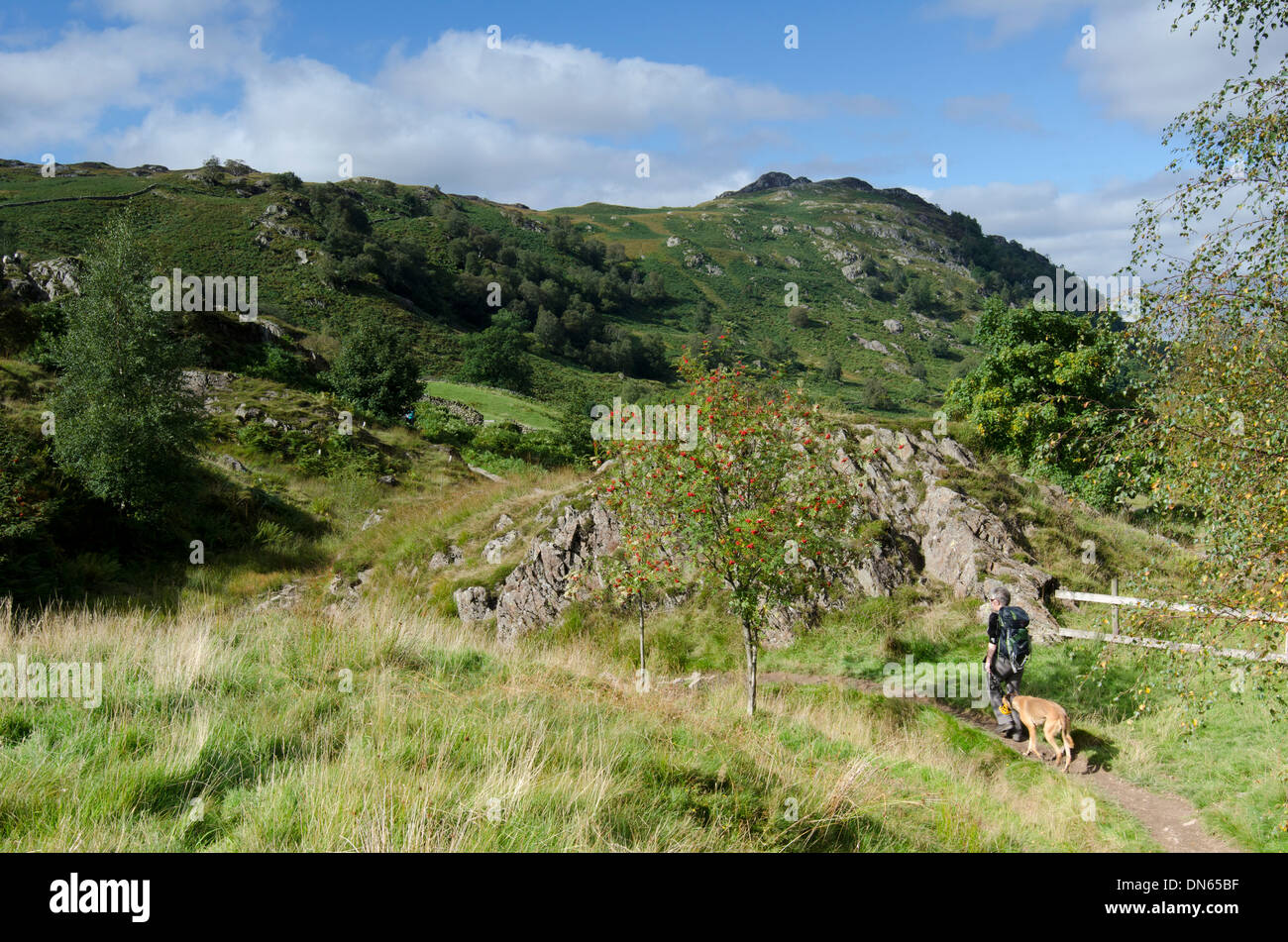 Dog walking in Watendlath, Lake District; Cumbria, England. Stock Photo