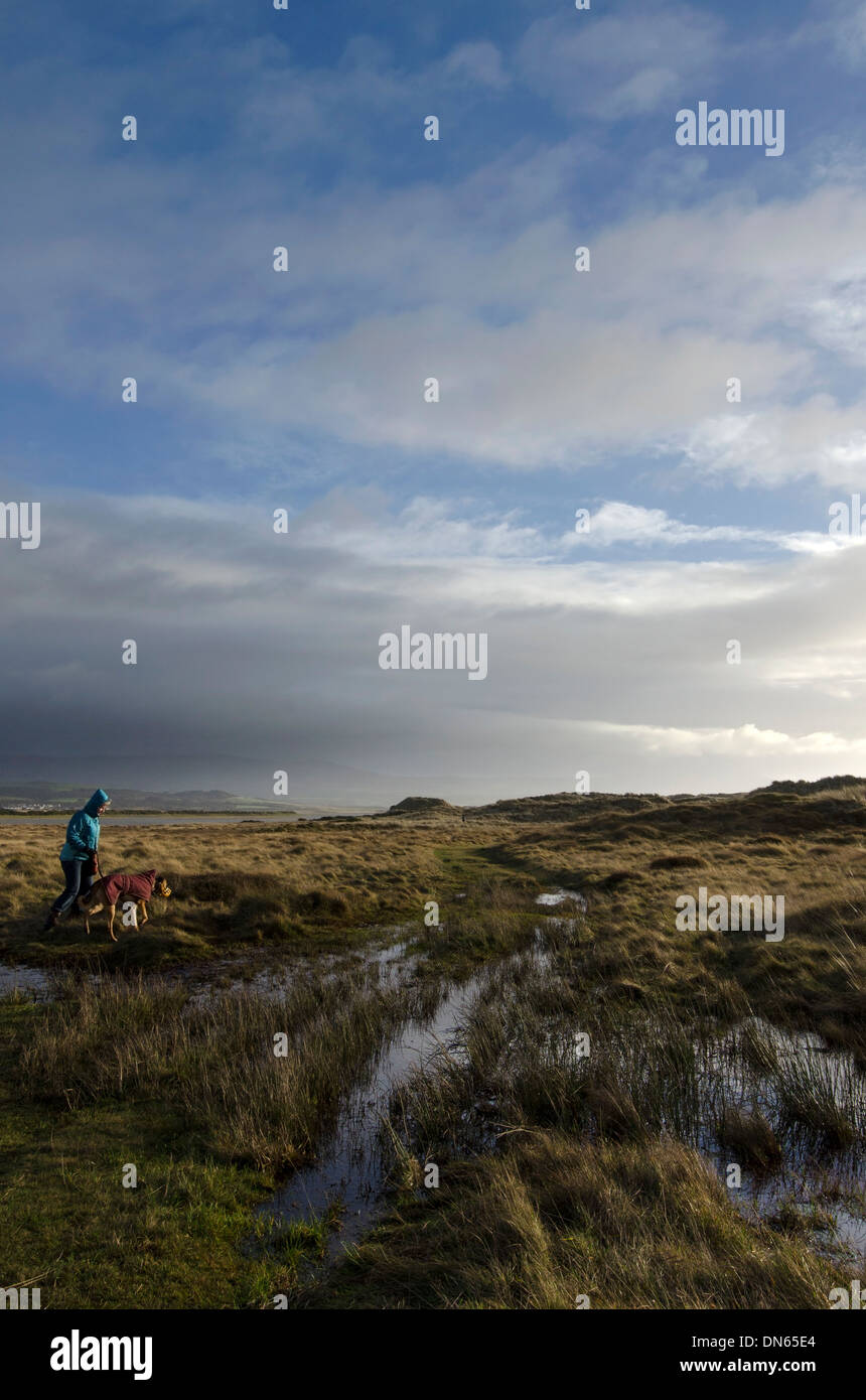 Dog walking in the dunes on a late January afternoon at Drigg Cumbria, UK Stock Photo