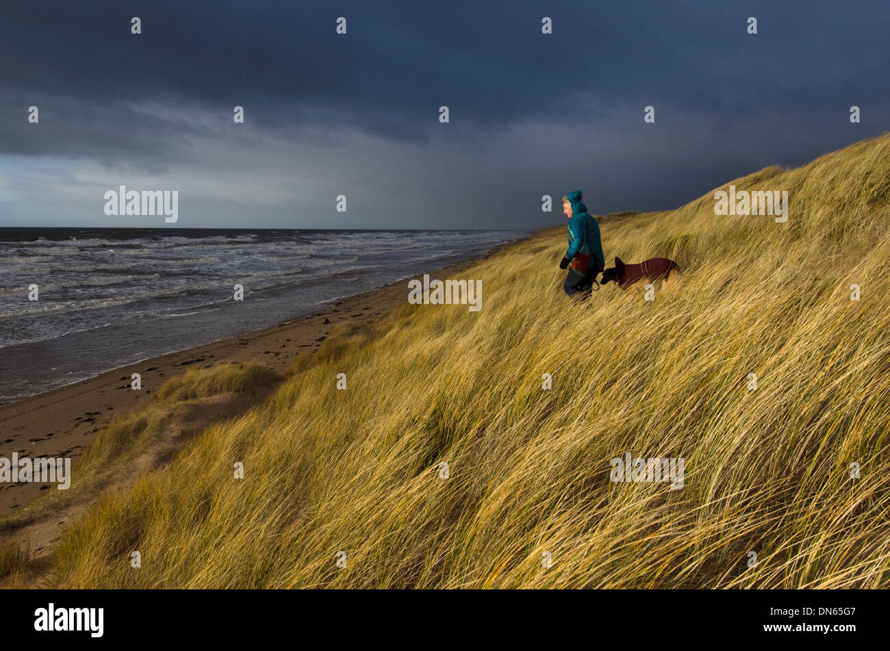 Dog walking on a late January afternoon at Drigg Cumbria, UK Stock ...