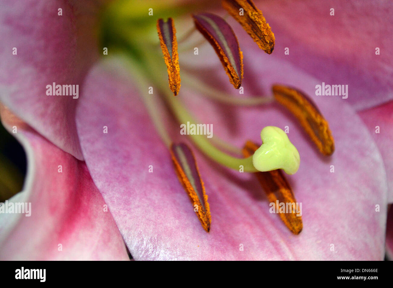 Close up of   Flower, Stamens, Pistil & Pollen on Display at the Harrogate Autumn Flower Show Yorkshire Stock Photo