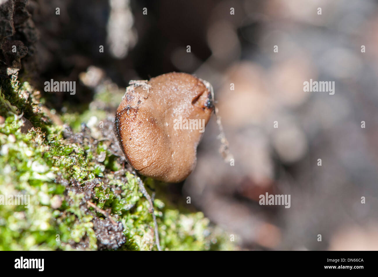mushroom hidden in a tree surrounded by moss Stock Photo