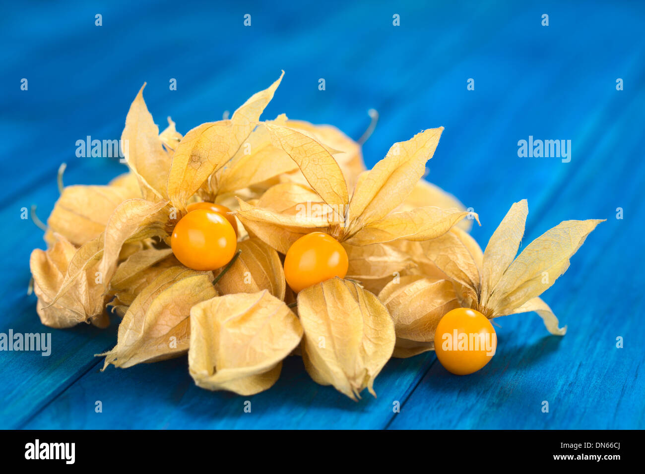 Physalis berry fruits (lat. Physalis peruviana) with husk on blue wood (Selective Focus, Focus on the open physalis berries) Stock Photo