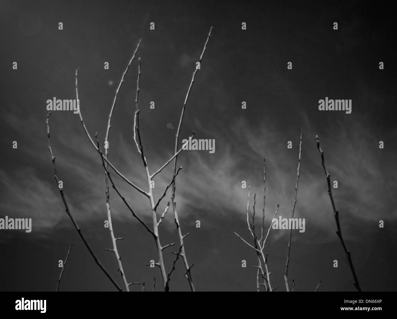 branches black and white  B/W  sky clouds Sinai Egypt plants dry dead sticks stick desert flair Stock Photo