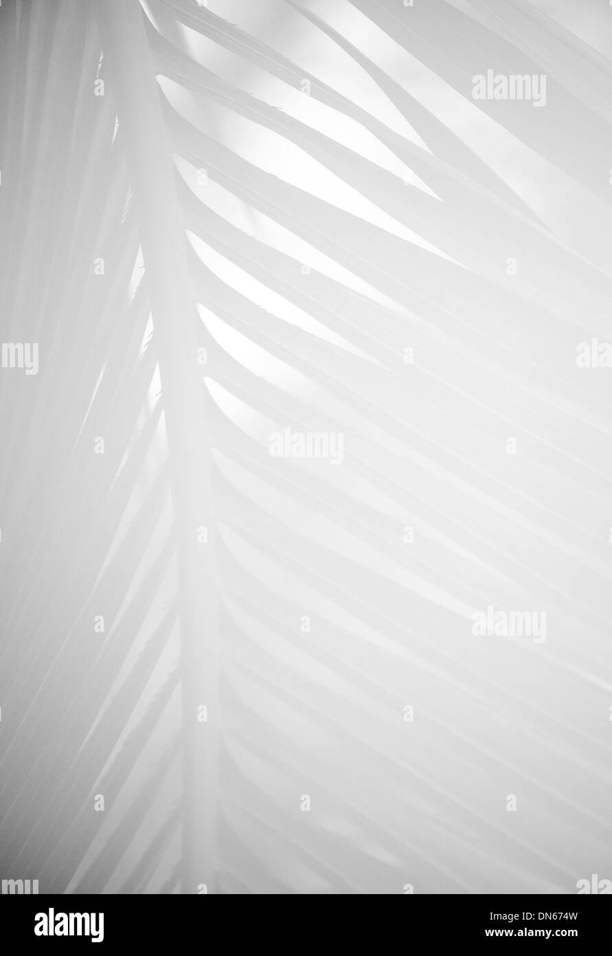 Black and white photograph of palm leaf photographed through mist with soft focus. Stock Photo