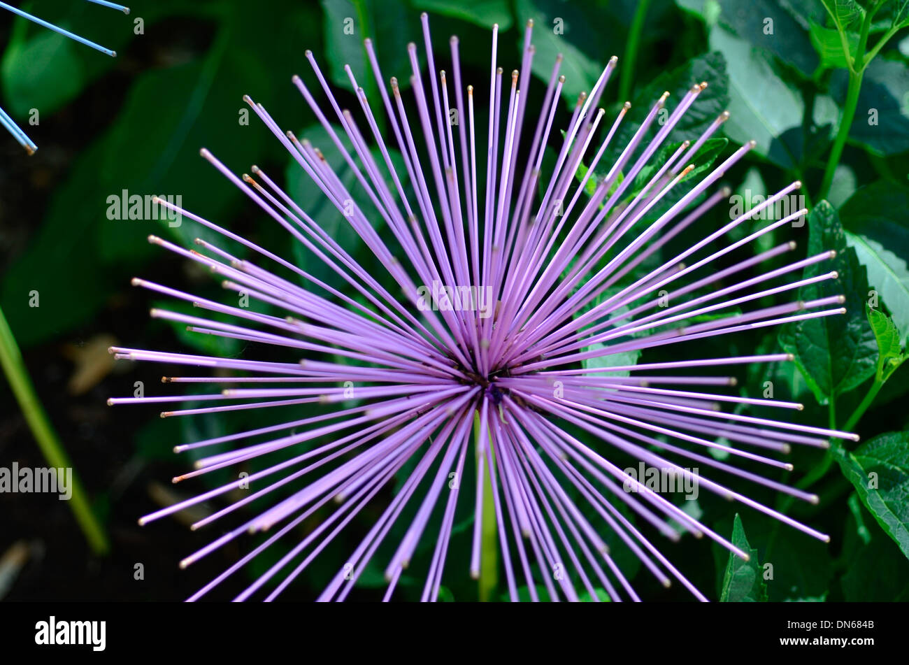 Sharp Flower Unique flower with spines Stock Photo - Alamy