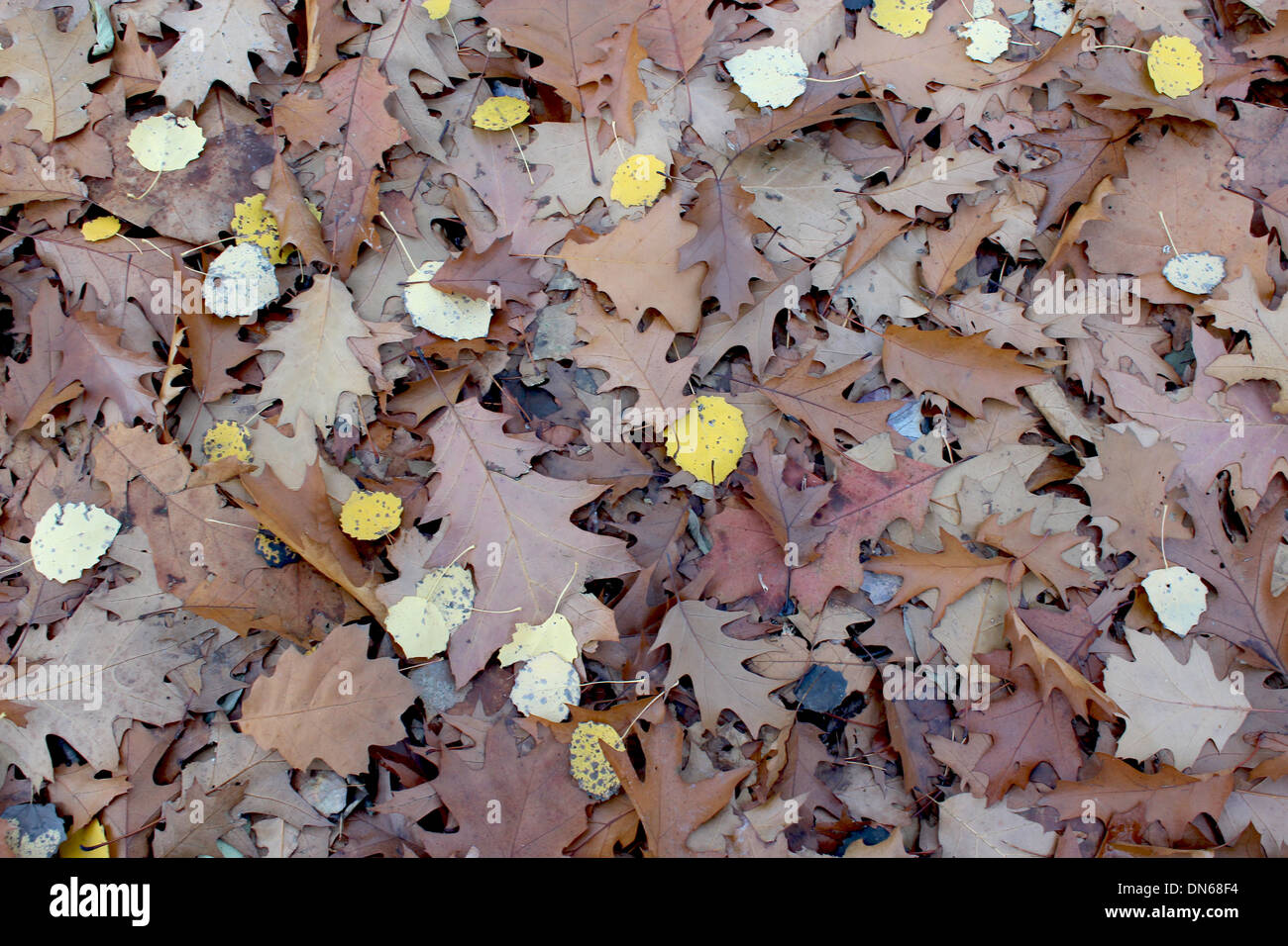 Autumn park with beautiful and yellow leaves Stock Photo - Alamy