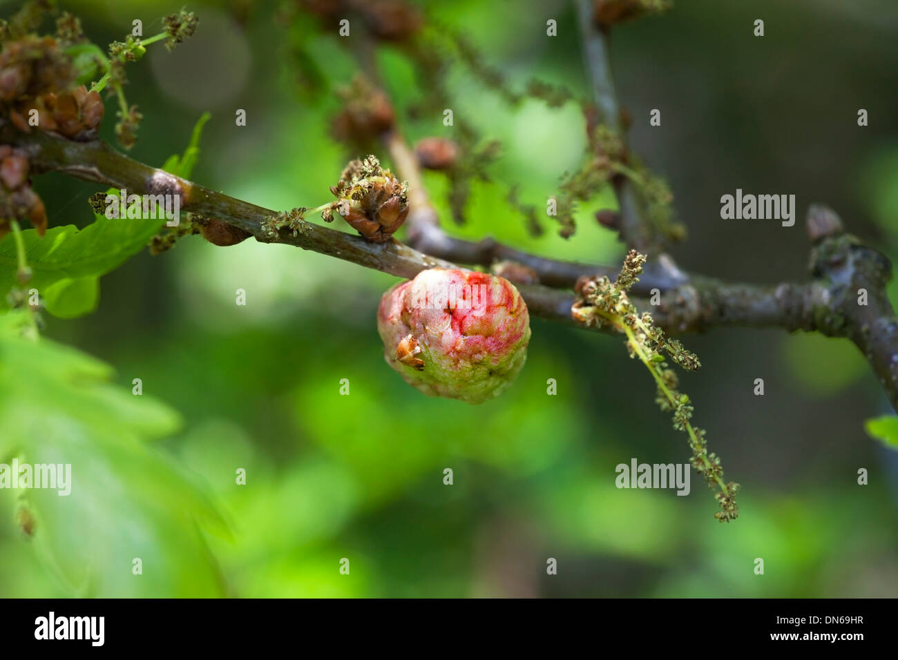 Oak Apple Gall Produced as a Reaction to Egg Laying by the Gall Wasp Biorhiza pallida UK Stock Photo