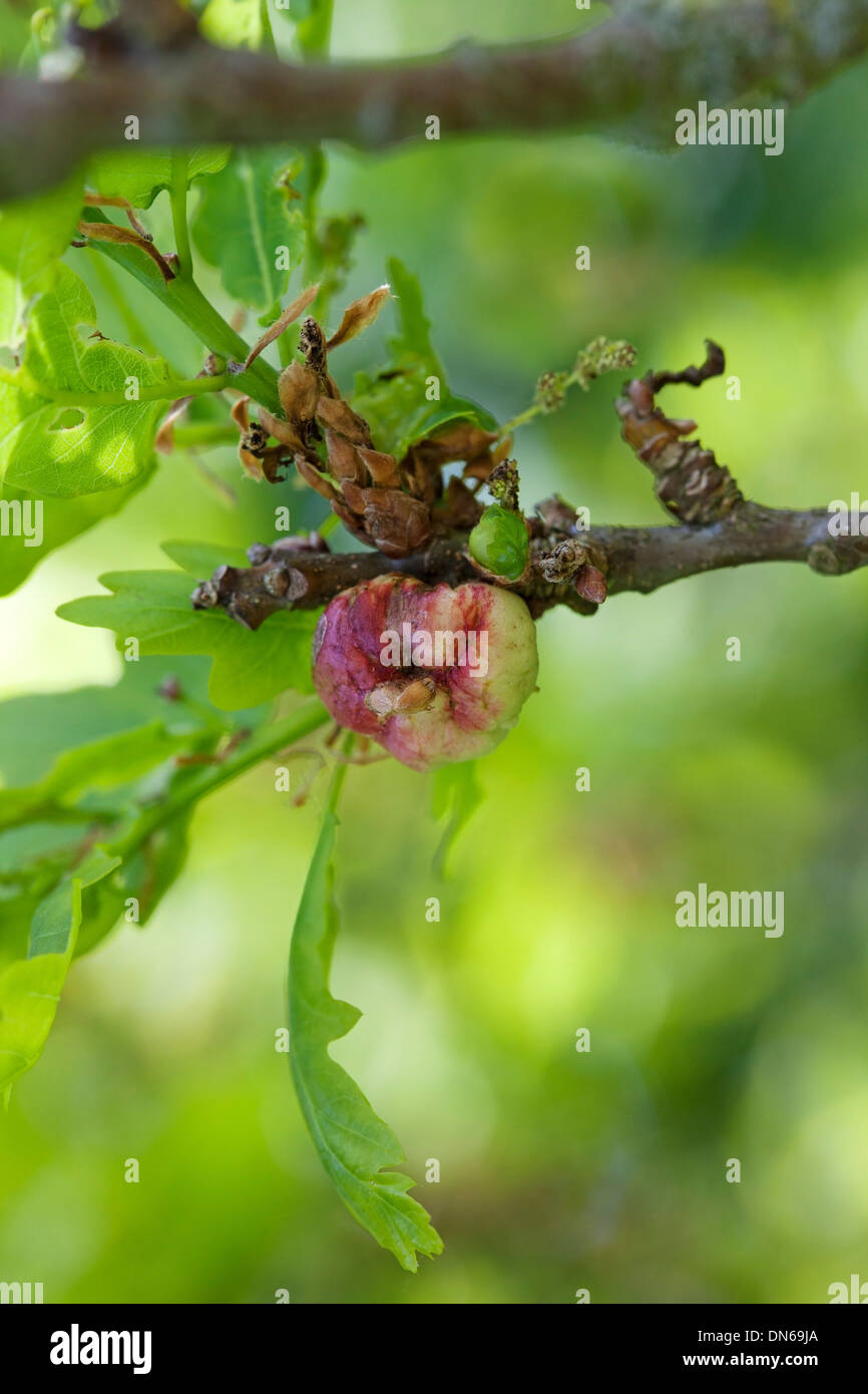 Oak Apple Gall Produced as a Reaction to Egg Laying by a Gall Wasp Biorhiza pallida UK Stock Photo