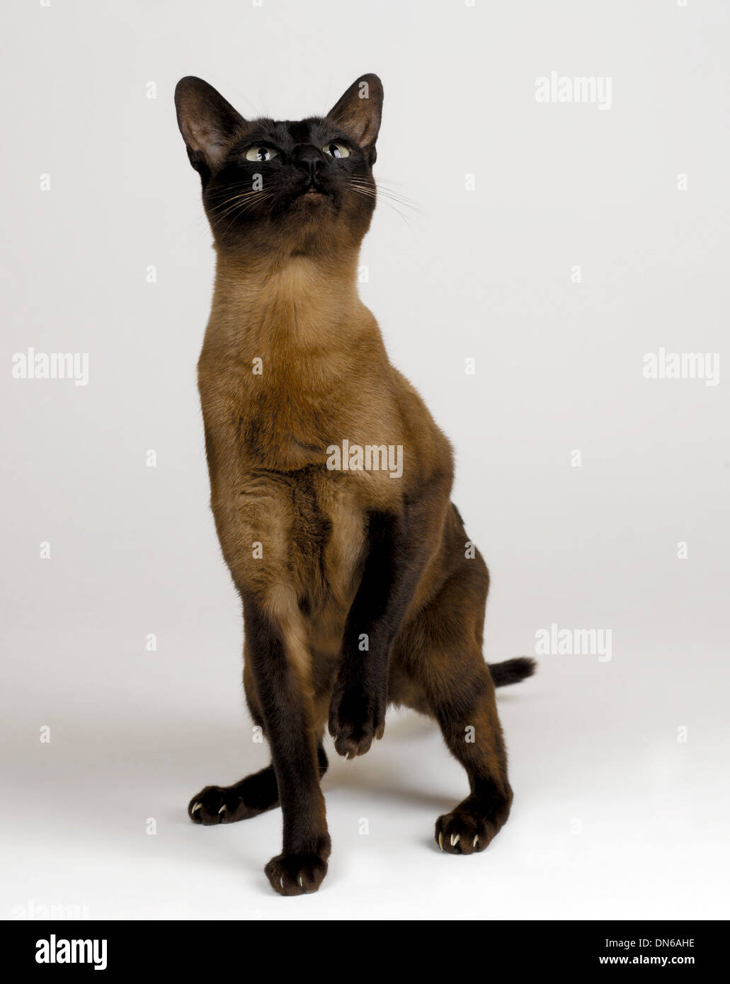 Tonkinese Brown Cat Stock Photo