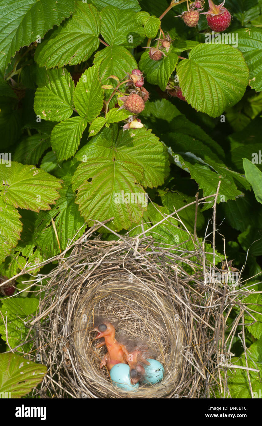 Newborn hungry baby birds in nest on raspberry bush Stock Photo Alamy