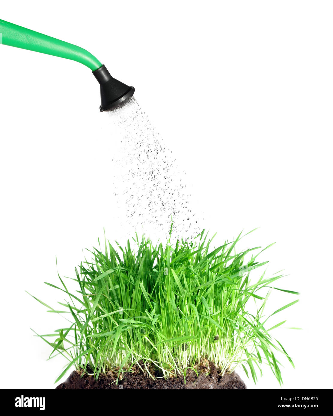 pouring from watering can on grass water Stock Photo Alamy