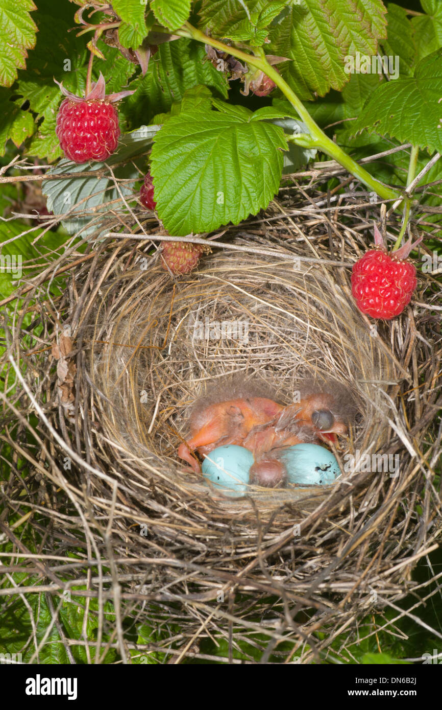Newborn hungry baby birds in nest on raspberry bush Stock Photo Alamy