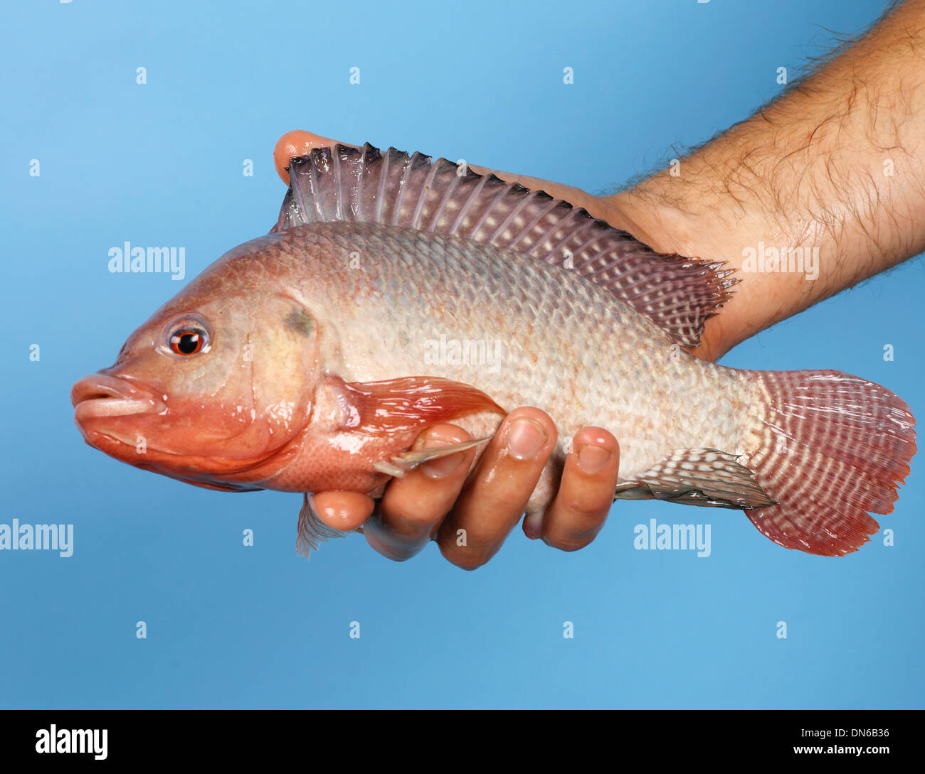 Tilapia Stock Photo