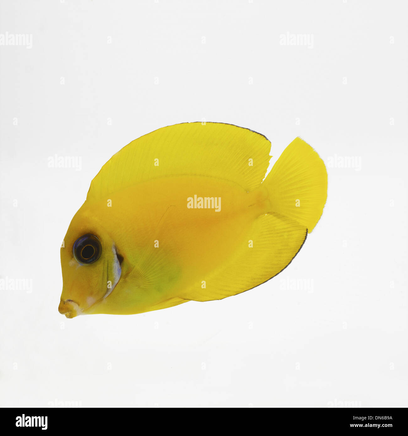 Yellow Tang Stock Photo 64679478 Alamy